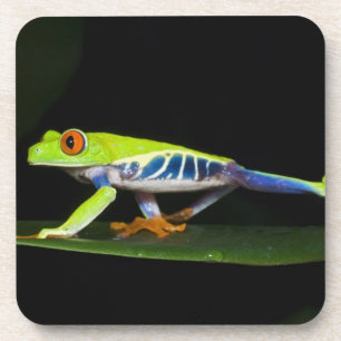 Dessous-de-verre Costa Rica, Grenouille aux yeux rouges (Agalychnis