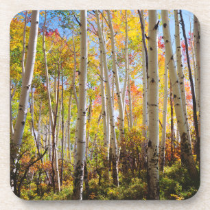 Dessous-de-verre Couleurs d'automne des arbres d'Aspen 5