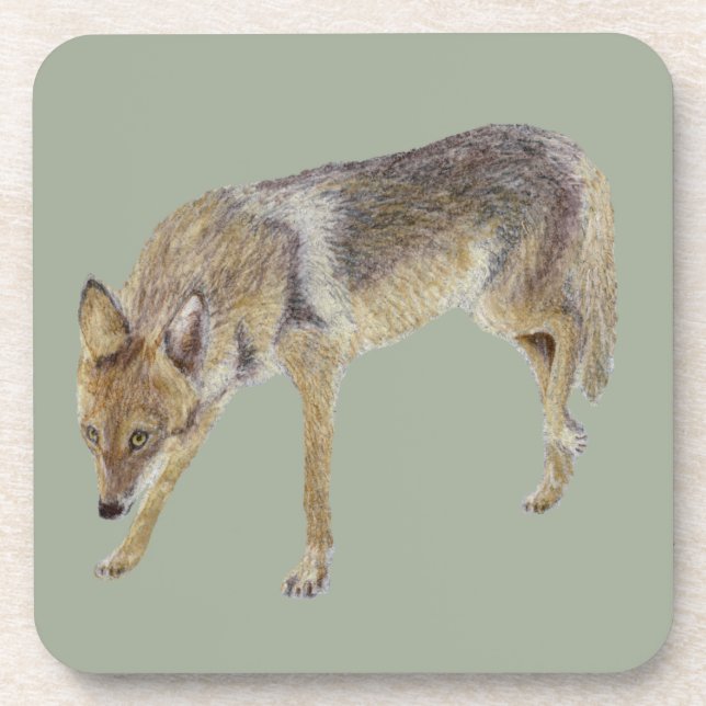 Dessous-de-verre Coyote (Devant)