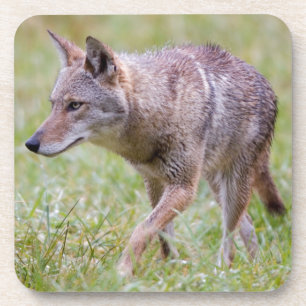 Dessous-de-verre Coyote dans un champ, Cades Cove