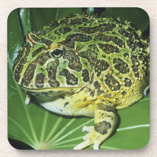 Dessous-de-verre Crapaud Orné, (Ceratophrys ornata), (Devant)