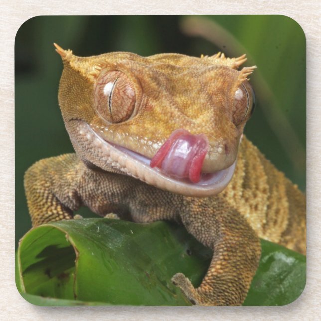 Dessous-de-verre Crested Gecko (Devant)