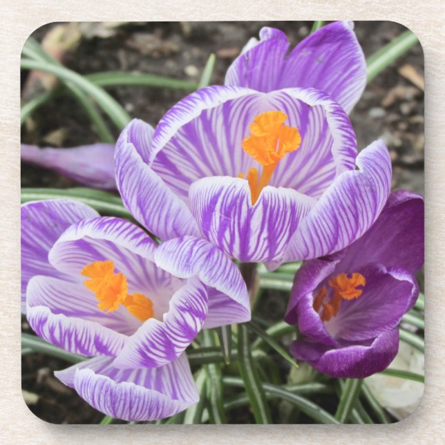 Dessous-de-verre Crocus De Printemps Violet. (Devant)