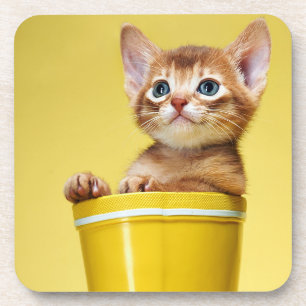 Dessous-de-verre Cute chaton dans un seau jaune