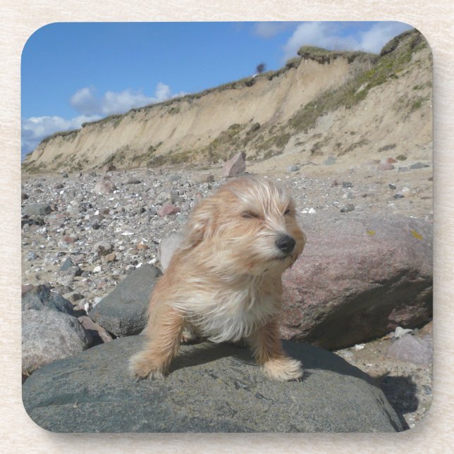 Dessous-de-verre Cute dog at the beach (Devant)