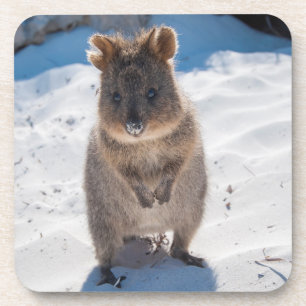 Dessous-de-verre Cute et heureuse Quokka sur la plage en Australie