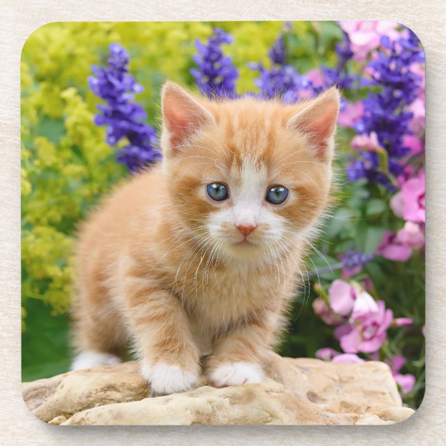 Dessous-de-verre Cute Ginger Chat Kitten dans un jardin fleuri Phot (Devant)