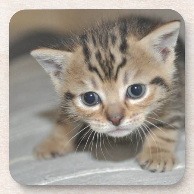Dessous-de-verre Cute Young Kitten (Devant)