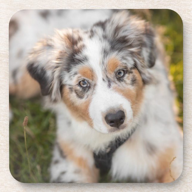 Dessous-de-verre Cutest Baby Animals | Australian Shepherd Puppy (Devant)