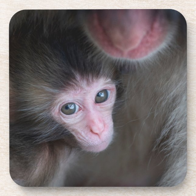 Dessous-de-verre Cutest Baby Animals | Baby Macaque Monkey & Mother (Devant)