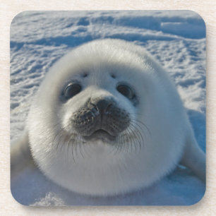 Dessous-de-verre Cutest Baby Animals   Baby Seal