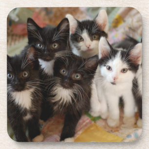 Dessous-de-verre Cutest Baby Animals Black & White Kittens