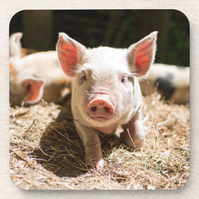 Dessous-de-verre Cutest Baby Animals | Cute Baby Piglet (Devant)