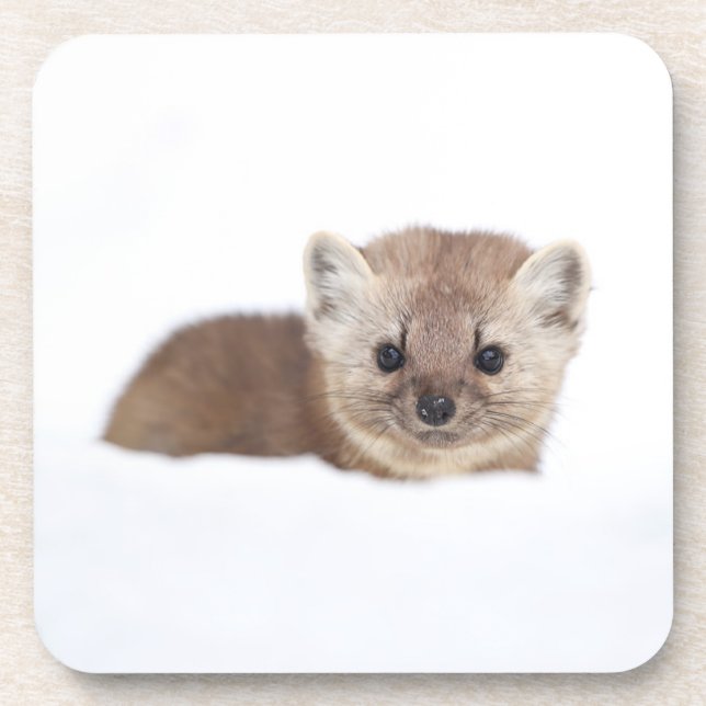 Dessous-de-verre Cutest Baby Animals | Pine Marten (Devant)