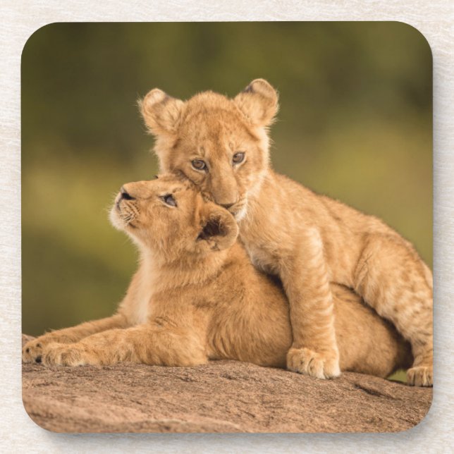 Dessous-de-verre Cutest Baby Animals | Two Lion Cubs (Devant)