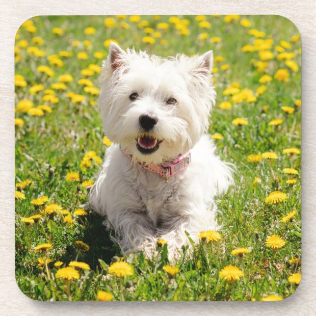 Dessous-de-verre Cutest Baby Animals | Westie Dog in Dandelions (Devant)