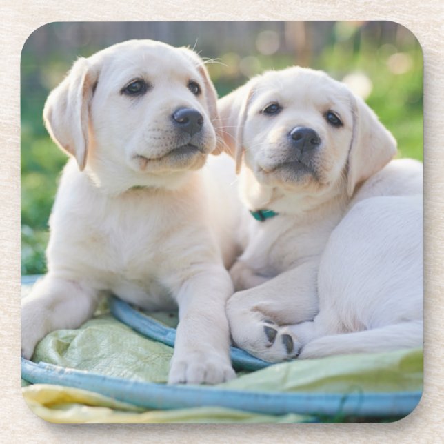 Dessous-de-verre Cutest Baby Animals | Yellow Labrador Retrievers (Devant)
