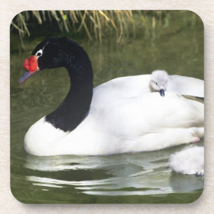 Dessous-de-verre Cygne à cou noir adulte et cygneaux dans l'eau.