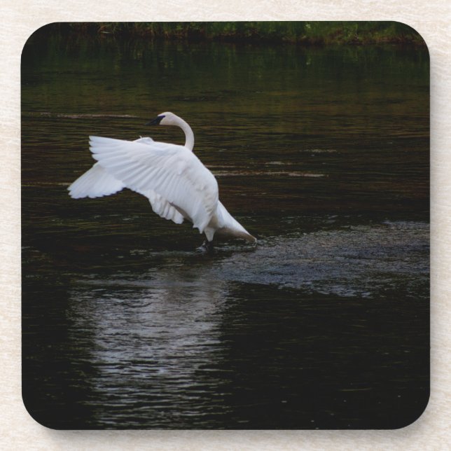 Dessous-de-verre Cygne trompette (Devant)