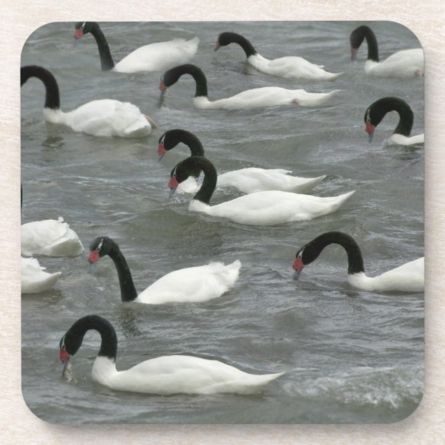 Dessous-de-verre Cygnes à cou noir (Cygnus melancoryphus) (Devant)