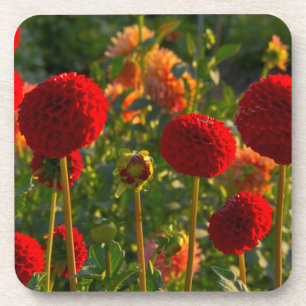 Dessous-de-verre Dahlies, ferme de dahlias, Canby, Oregon, États-Un