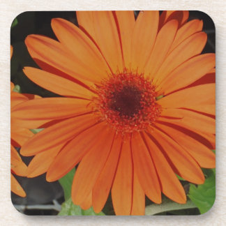 Dessous-de-verre Daisie orange de marguerite de gerbera de Gerber
