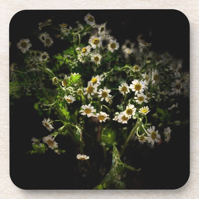 Dessous-de-verre Daisy, Fleur, Bellis perennis (Devant)