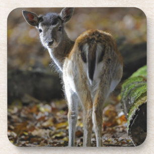 Dessous-de-verre Damwild, dama de Dama, cerf commun affriché,