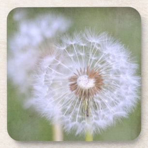 Dessous-de-verre Dandelion Flowers
