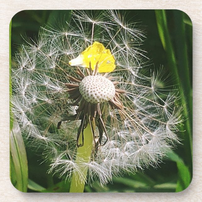 Dessous-de-verre Dandelion mignon (Devant)