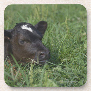 Dessous-de-verre Dans le zodiaque chinois, 2009 est année de boeuf