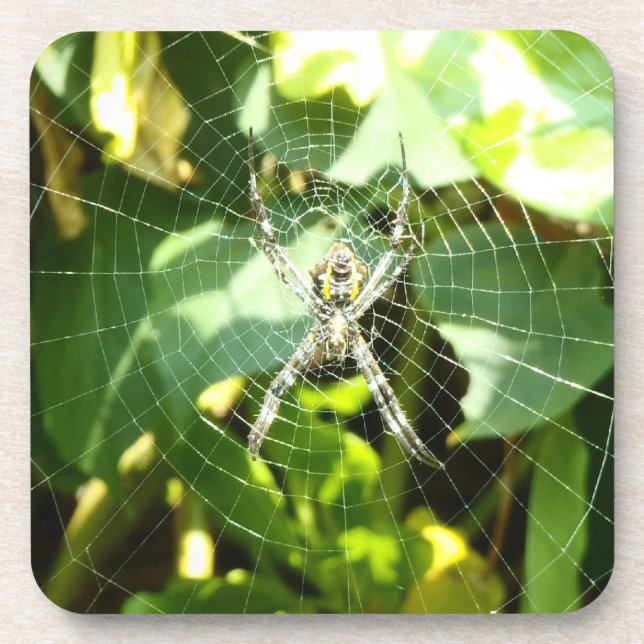 Dessous de verre d'araignée tropicale Hawaii (Devant)
