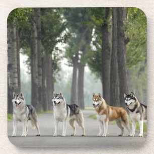 Dessous-de-verre De beaux chiens Husky sur un sentier naturel