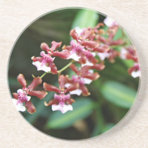 Dessous de verre de boissons de grès d'Oncidium de