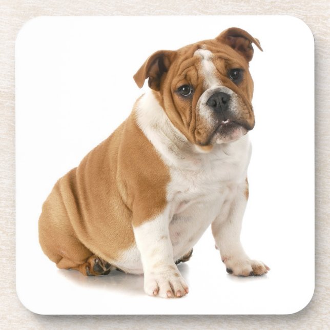 Dessous de verre de bouledogue (Devant)