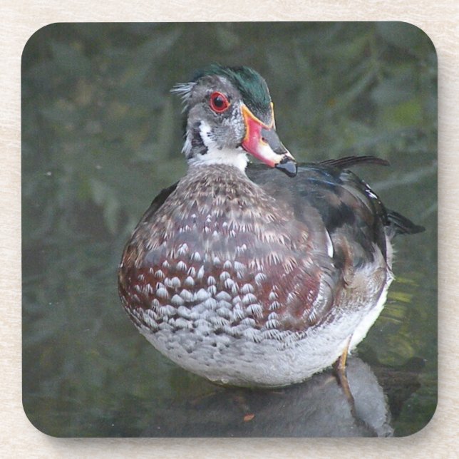 Dessous de verre de canard à bois (Devant)