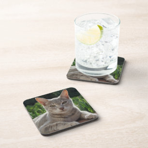 Dessous de verre de chats gris