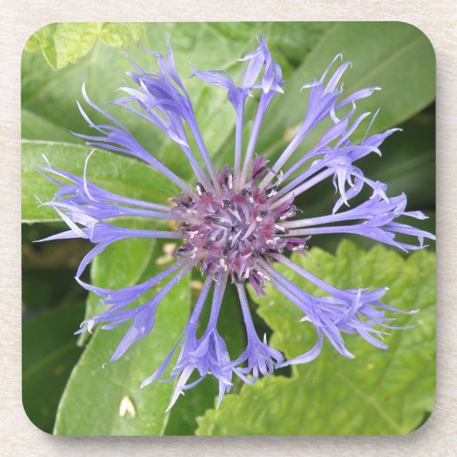 Dessous de verre de Cork de Cornflower bleu (Devant)
