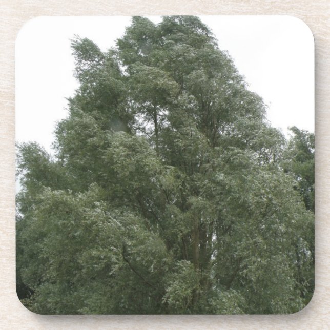 Dessous de verre de Cork des arbres (Devant)