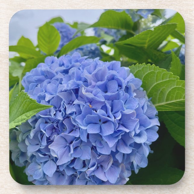 Dessous de verre de Deanna Day Hydrangea (Devant)