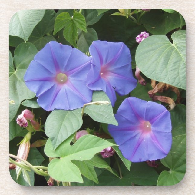 Dessous de verre de fleurs de gloire du matin (Devant)