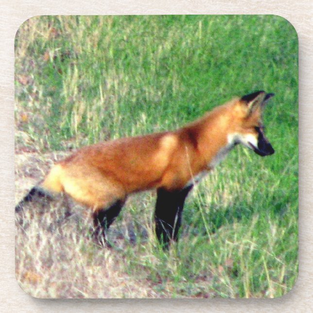Dessous de verre de Fox rouge (Devant)