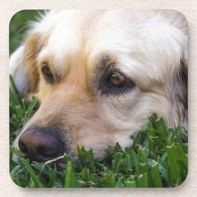 Dessous de verre de golden retriever (Devant)