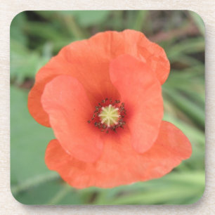 Dessous de verre de liège à fleurs de pavot sauvag
