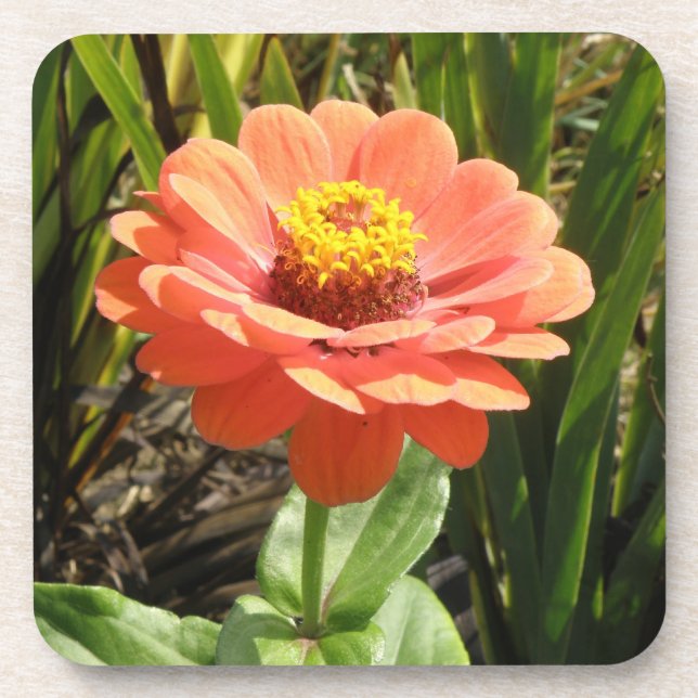 Dessous de verre de liège à fleurs Orange Zinnia (Devant)