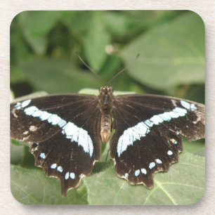 Dessous de verre de liège à papillon tropical noir