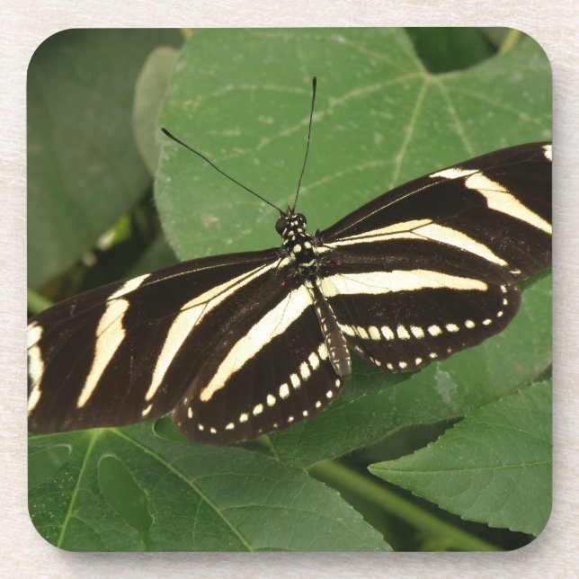 Dessous de verre de liège à papillon zébrée (Devant)