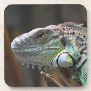 Dessous de verre de liège avec tête de lézard colo