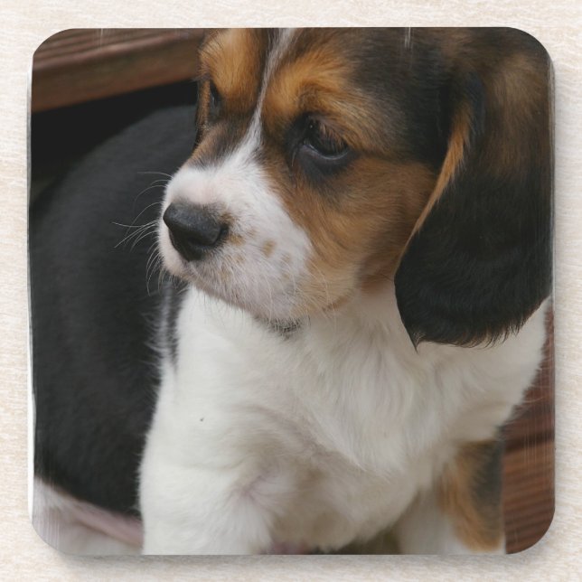 Dessous de verre de liège de chiot de beagle (Devant)