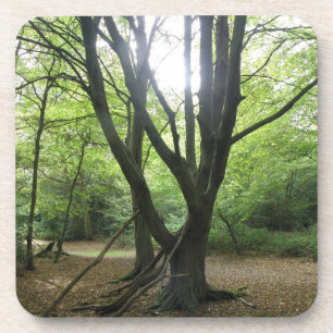 Dessous de verre de liège Sunshine Woodland